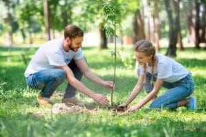 where to plant trees